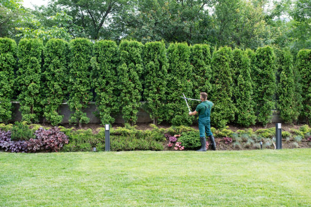 Professional Tree Care  in Footville, WI