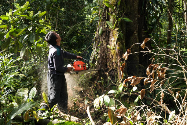 Best Hazardous Tree Removal  in Footville, WI