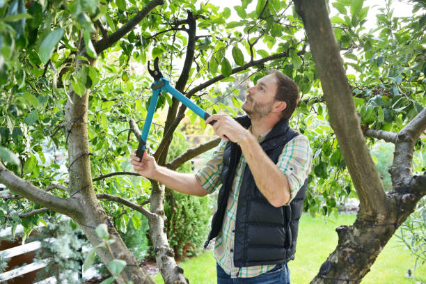 Best Fruit Tree Pruning  in Footville, WI